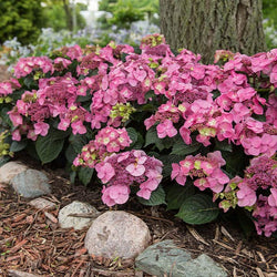 Endless Summer® Pop Star® Bigleaf Hydrangea