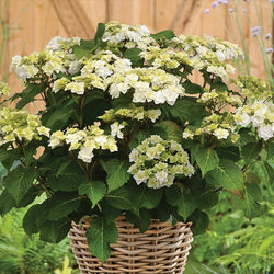 Wedding Gown Hydrangea Shrub