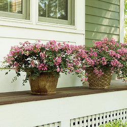 Infinitini® Brite Pink Crape Myrtle Shrub