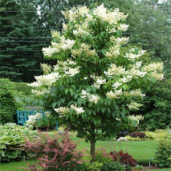 Ivory Silk Japanese Lilac Tree