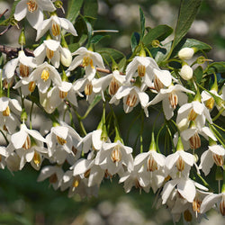 Japanese Snowbell Tree