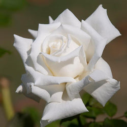 John F. Kennedy Hybrid Tea Rose Shrub