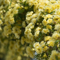 Lady Banks Climbing Rose