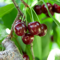 Cherry Pollinator Pack