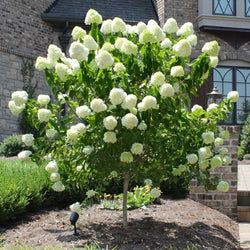 Limelight Hydrangea Tree