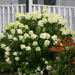 Limelight Hydrangea Shrub