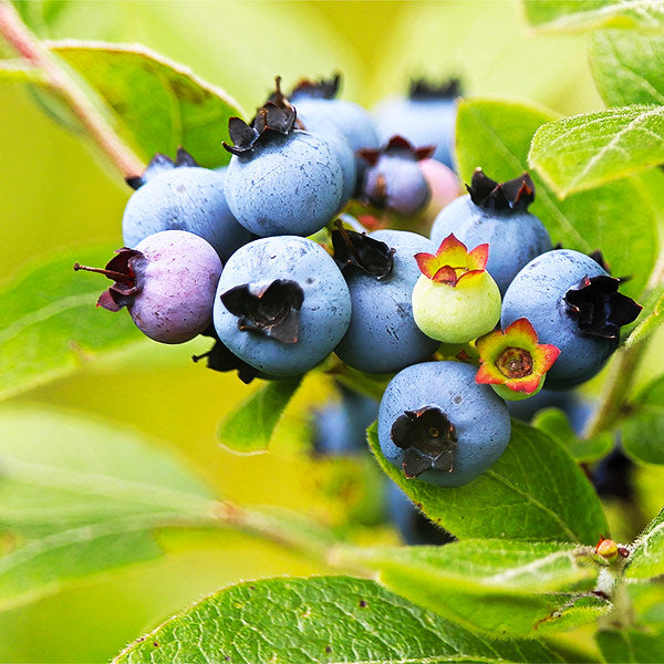 Lowbush Blueberries for – FastGrowingTrees.com