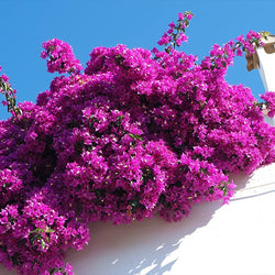 Majestic Purple Bougainvillea