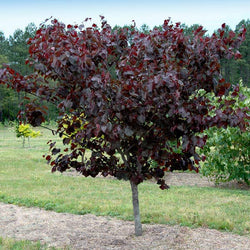 Merlot Redbud Tree