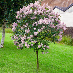 Miss Kim Lilac Tree