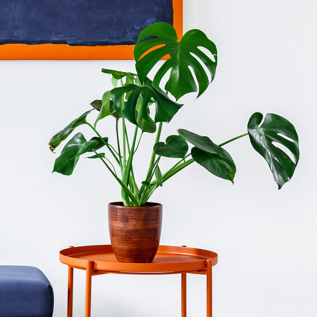 Monstera Deliciosa and Fiddle Leaf Fig Combo