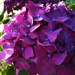 New Wine Hydrangea