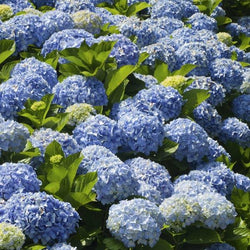 Nikko Blue Hydrangea