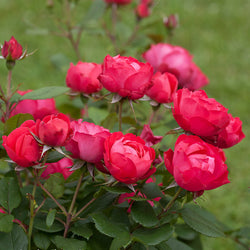 Oso Easy® Double Red Rose