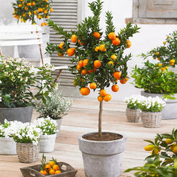 Owari Satsuma Mandarin Tree