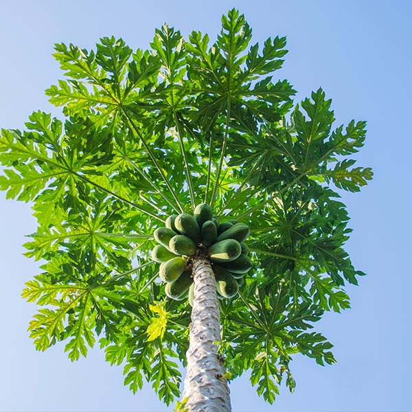 papaya tree