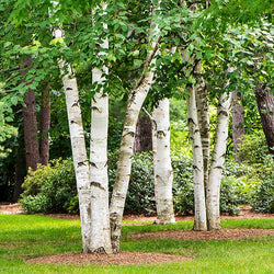 White Birch Tree