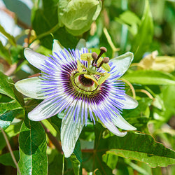 Passion Fruit Vine (Flower)