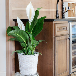 Peace Lily Plant