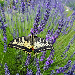 Phenomenal™ Lavender Plant