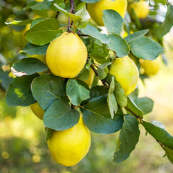 Pineapple Quince Tree