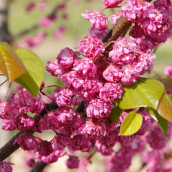 Pink Pom Poms' Redbud Tree