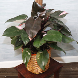 Pink Princess Philodendron