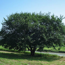 Prairie Expedition® Elm Tree