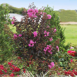 Black Diamond® Crape Myrtle - Purely Purple™