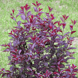 Purpleleaf Sand Cherry