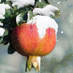 Cold Hardy Red Pomegranate - USDA Organic