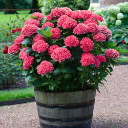 Red Sensation Hydrangea