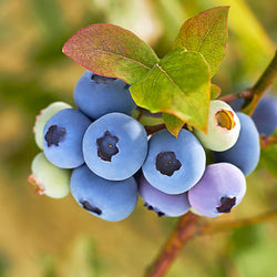 Reveille Blueberry Bush