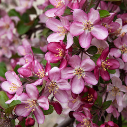 Robinson Crabapple Tree