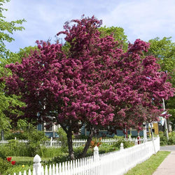 Royalty Crabapple Tree