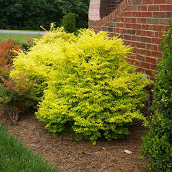 Sunshine Ligustrum Shrub