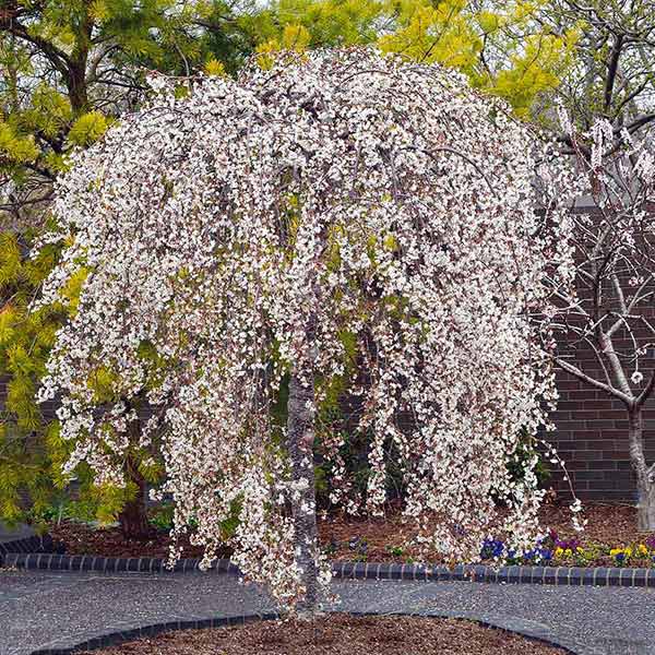 Home Garden Dwarf Tree Drought Tolerant Hardy BD003H Snow Fountain Weeping Cherry Tree Seeds Professional Pack Visa Store 2018 Hot Sale Davitu 20