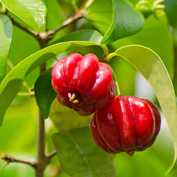 Star Cherry Tree (Pitanga)