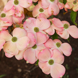 Stellar Pink Dogwood Tree