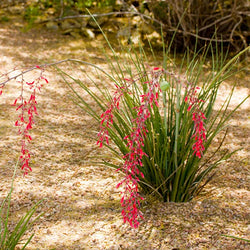 Stoplights Dwarf Hesperaloe