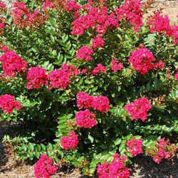 Strawberry Dazzle® Dwarf Crape Myrtle