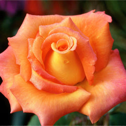 Tropicana Rose