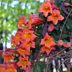 Tangerine Beauty Crossvine