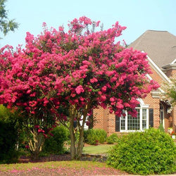 Tonto Crape Myrtle Tree