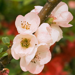 Toyo-Nishiki Flowering Quince