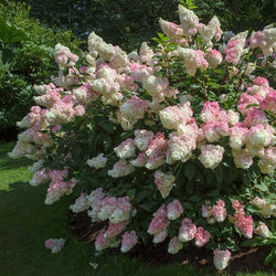 Vanilla Strawberry™ Hydrangea Shrub