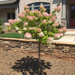 Vanilla Strawberry™ Hydrangea Tree