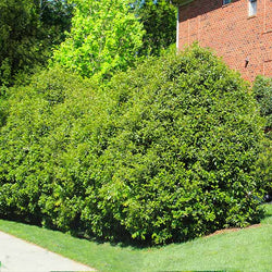 Recurve Ligustrum Shrub (Ligustrum Recurvifolium)