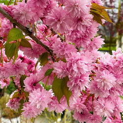 Weeping Extraordinaire™ Cherry Tree