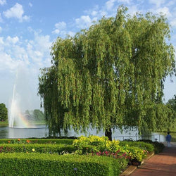 Weeping Willow